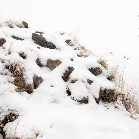 蟒山飞雪  ……忽如一夜春风来，千树万树梨花开！