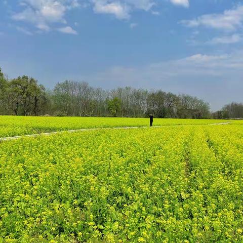 阳春三月话野菜