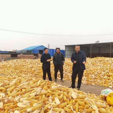 通榆支行扎实推进“县域回归计划”，确保实现“颗粒归仓”。