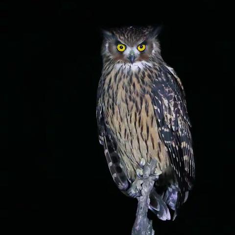 越野型摄影包南岭拍鸟游记