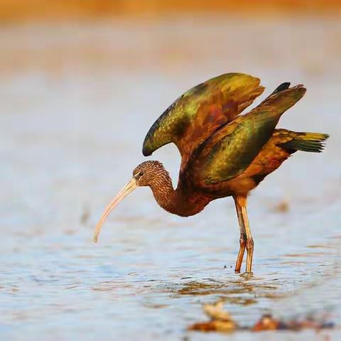 春光明媚的拍鸟好时机