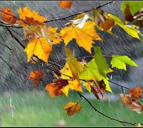 秋天的雨