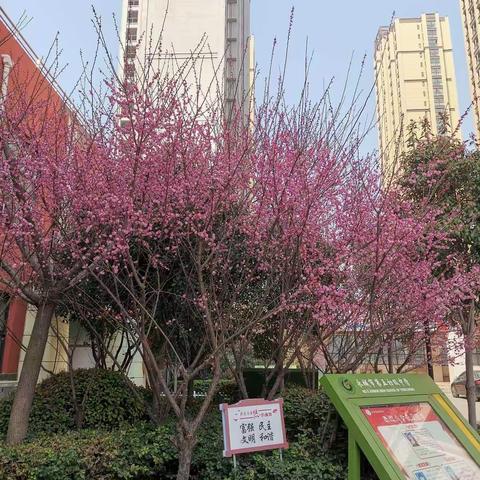 优质课堂共徜徉，听课评课促成长  ——永城五中九年级语文组教研活动（一）
