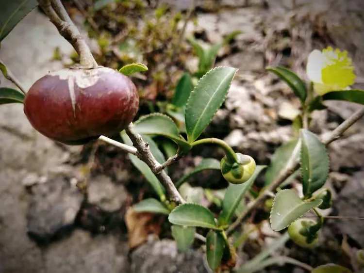 野茶树果