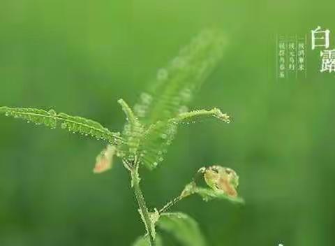 蒹葭苍苍，白露为霜-洛阳启迪未来小学二十四节气活动