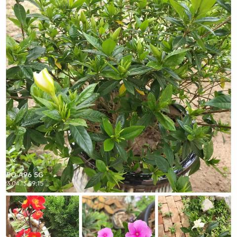 高新区中学公寓前花园《栀子花开，清香四溢》纪实