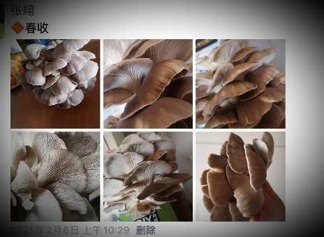 观察日记蘑菇🍄的成长