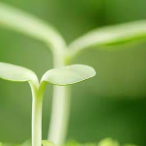 劳动最光荣——四五班五一劳动节活动风采展示