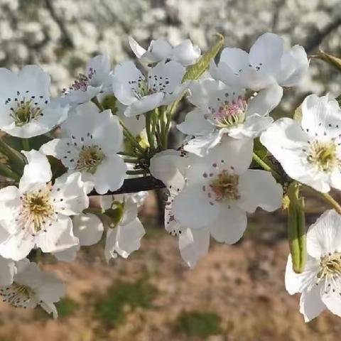 缅怀革命先烈，传承红色基因——南阳市第七十二小学开展清明节主题教育活动