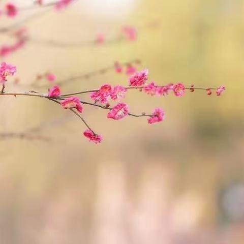 春城无处不飞花