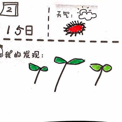 绿豆水培记