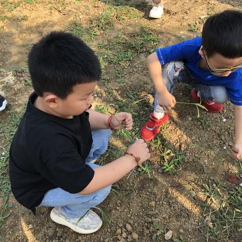 大四班的自留地
