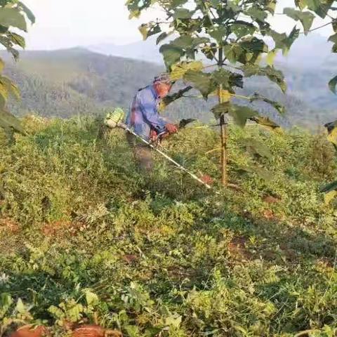 在造秀美山川、吕村林场在行动