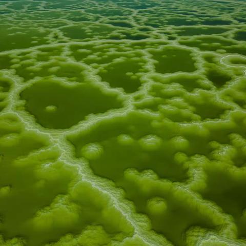 梅子花开的美篇-青海