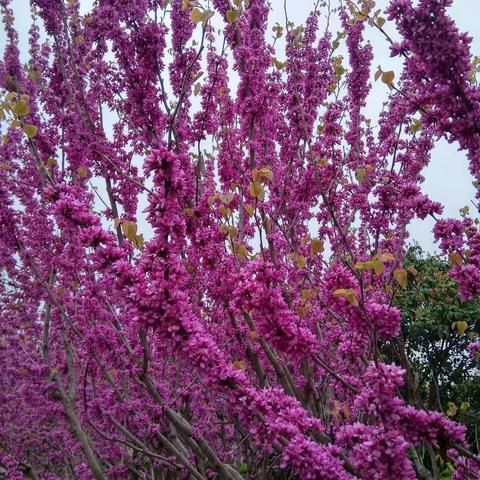 春暖花开时，我们想去看看