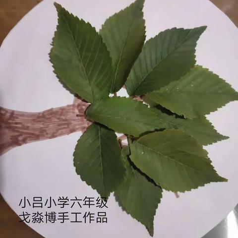 让我们一起动起手来— 七汲镇小吕小学特色劳动教育系列