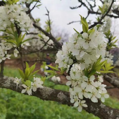 线上教研共成长 静待春暖花开放  --文汇初级中学线上教研活动