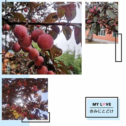 校园采摘  硕果飘香——肥乡镇中心校蔡庄小学李子采摘节