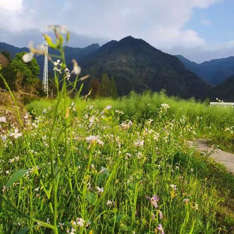 深夜 回忆 ---清明思亲