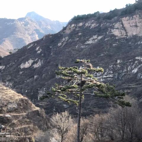 苍鹭鸟儿筑巢忙