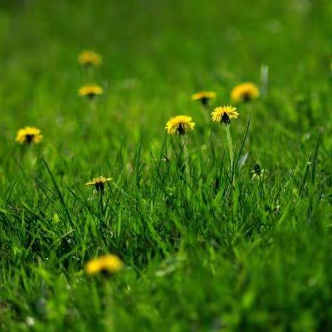 传承数学文化  培养数概念