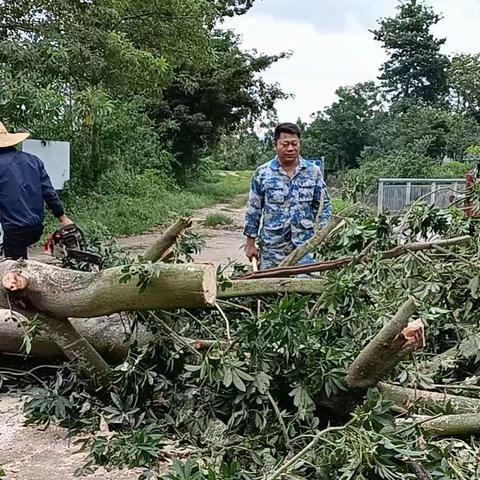 台风过后老马村众志成城开展人居环境卫生整治。