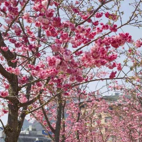 西畴县农科局2021年庆祝第101个三八妇女节系列活动