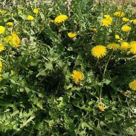 停课不停学 学习不停歇——大王庄龙角联小四年级语文第九周学习总结