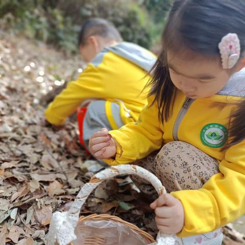 《美在深秋》——半山观邸幼儿园小三班踏秋之旅