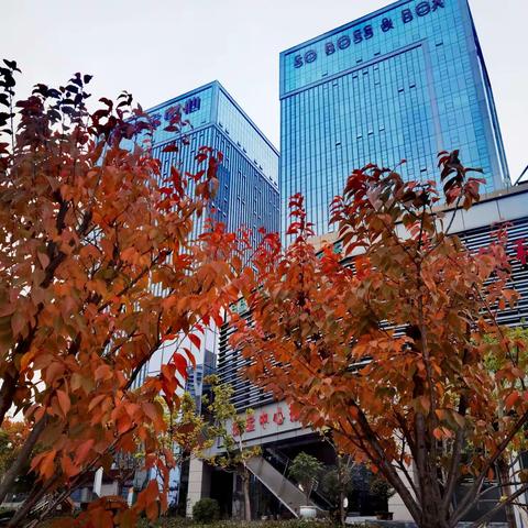 搜宝中心写字楼之秋色