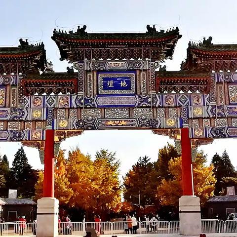 深秋地壇观赏银杏树