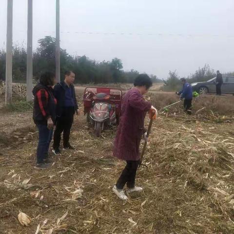 抢农时   战风雨  — 礼泉县农业农村局全力推进秋收秋播工作