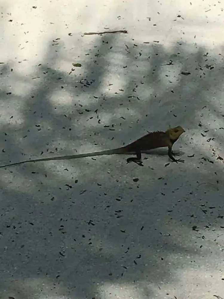 壁虎漫步，随处可见