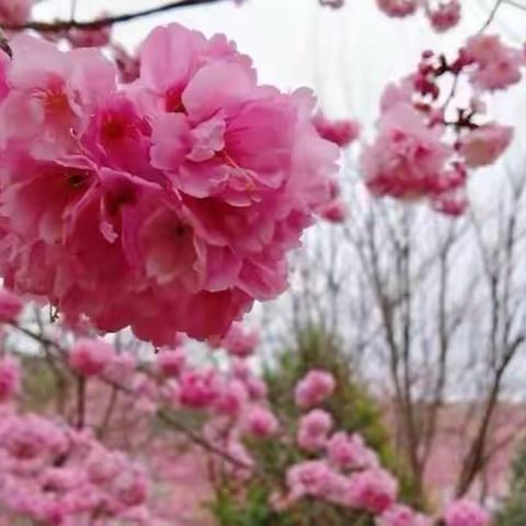 诸城市树一中学复学及五一安排告知书