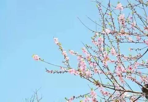 【灵秀黄小•英语教研】学习利于质疑，碰撞产生智慧 ——黄山镇中心小学英语单元整体设计课例研讨暨骨干教师示范