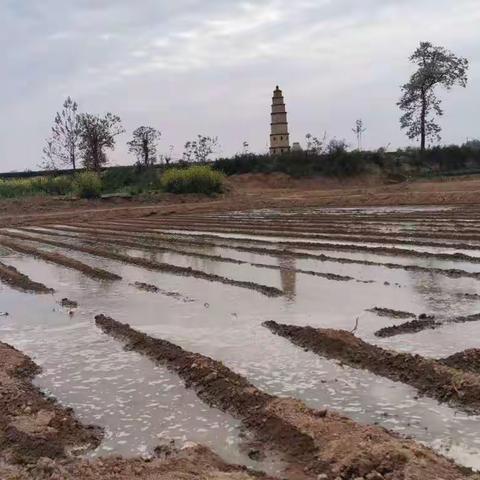 长宁镇寨大村：发展清水莲菜种植  壮大村集体经济