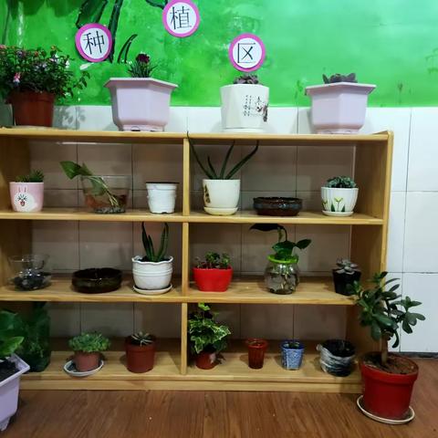 孩子们的种植区