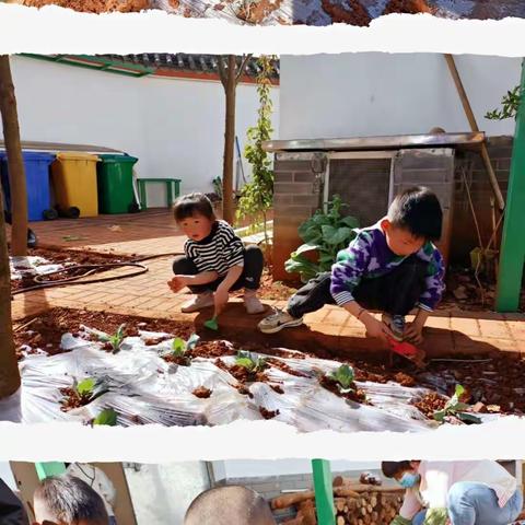 一棵卷心菜的旅行——记呈贡区第三幼儿园万溪园区中三班主题活动