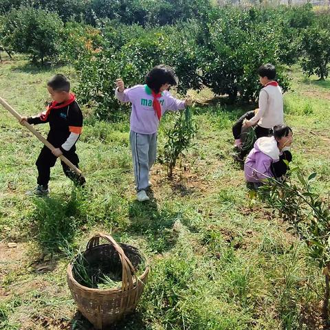 劳动知感恩，实践创真知——新铺镇土桥完全小学劳动实践活动