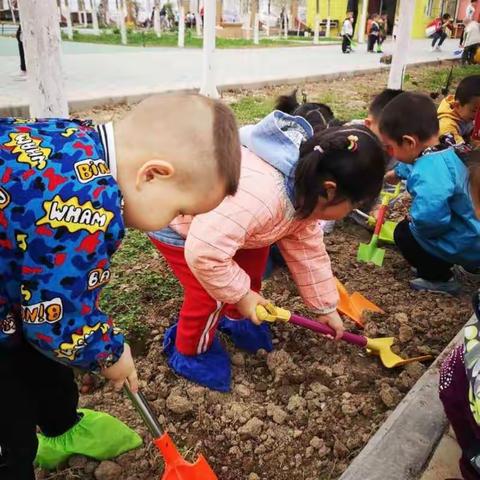 玛纳斯县园艺场双语幼儿园“我们一起成长”—小班组户外种植活动