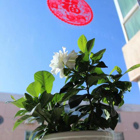 報春花開香溢遠