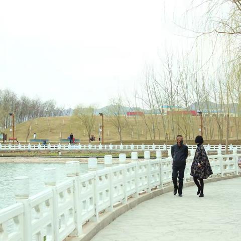 垂柳如烟，春天如约而至