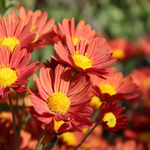 金岭又见菊花香