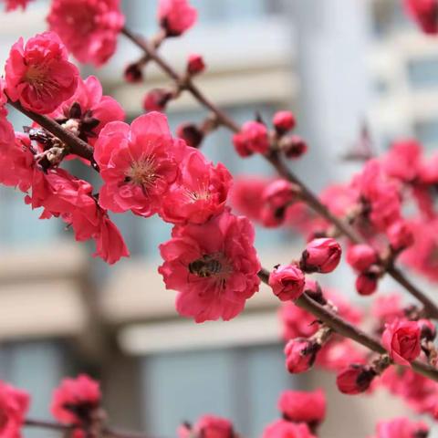 小區花開春風裏