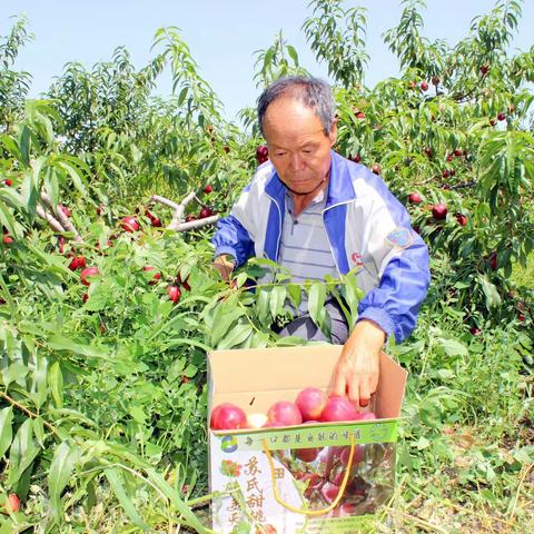 退休建桃园，甜润鲜桃满枝头