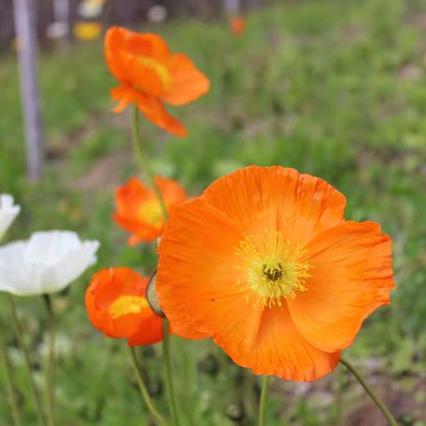 繁花有期春无限