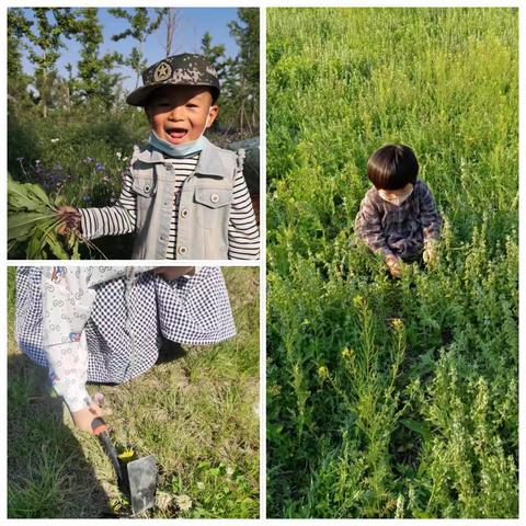 容幼小一班小满节气食育活动——蒲公英鸡蛋饼