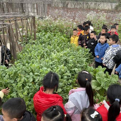 小小种植 大大学识——凤溪幼儿园大三班种植之旅