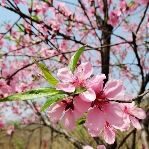 春风化雨育桃李   润物无声洒春晖——记脚家店小学开展以“探究有效课堂教学途径”为主题教研活动