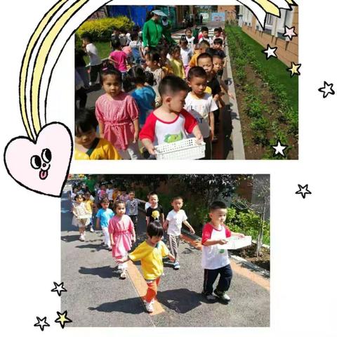 华星三班采摘辣椒活动